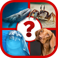 4 Pics Animal Quiz