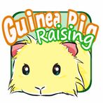 Let`s raise a guinea pig!