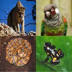 Animal Kingdom : Brazil (Quiz/
