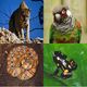 Animal Kingdom : Brazil (Quiz/