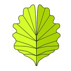 Botanica Morfologica