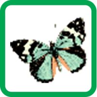 Butterfly Pixel Number