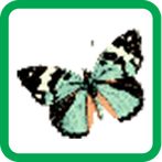 Butterfly Pixel Number