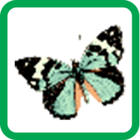 Butterfly Pixel Number
