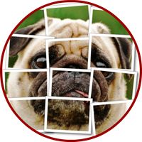 Dog Puzzle