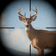 Trophy Hunter - Sniper Game