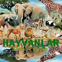 Hayvanlar [Soru Cevap]