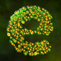 Everlution:Spore & Bacteria io
