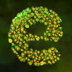 Everlution：Spore & Bacteria io