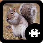 Squirrel Puzzle