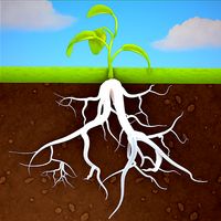 Grow Trees