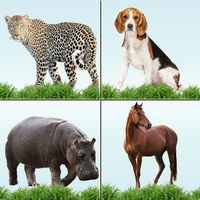 Animal Memory Matching Game