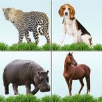 Animal Memory Matching Game