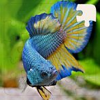Rompecabezas de Peces
