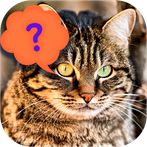 Guess the cat - quiz game