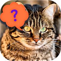 Guess the cat - quiz game