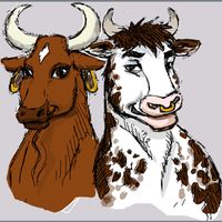Test Your Brain: Bull & Cow