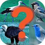 Bird quiz game