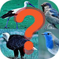 Bird quiz game