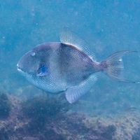 GoFish