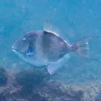 GoFish