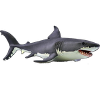 iwak shark cacucut