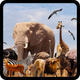QUIZ:ANIMAL NAMES