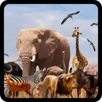 QUIZ:ANIMAL NAMES