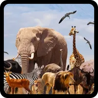 QUIZ:ANIMAL NAMES