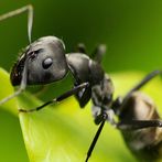 Puzzle Hormigas 🧩🐜