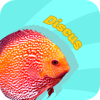 Discus Fish Hunter