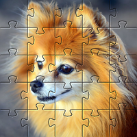 Pomeranians dog jigsaw puzzle