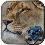 Hidden Animals: Photo Hunt