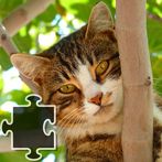 Kittens Jigsaw Puzzle