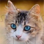 Cat puzzle game 2020