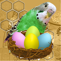 Budgie Nestegons Free