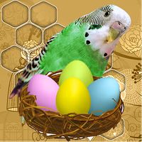 Budgie Nestegons Free