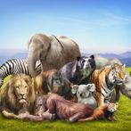 Animals