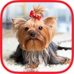 Brain games - Dogs - Memory tr