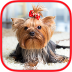 Brain games - Dogs - Memory tr