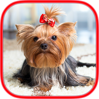 Brain games - Dogs - Memory tr