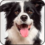 Find a Dog - Hidden Object