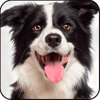 Find a Dog - Hidden Object