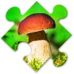Mushrooms Puzzles:nature jigsa