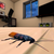 GratusGames