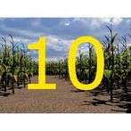 Walla Walla Corn Maze Year 10