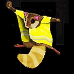 Noisette le gilet jaune.