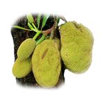 Guess The Name Of Tree