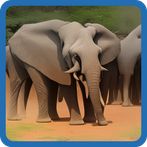 KENYA BRAIN IQ