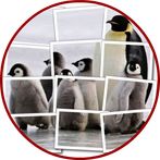 Penguin Puzzle